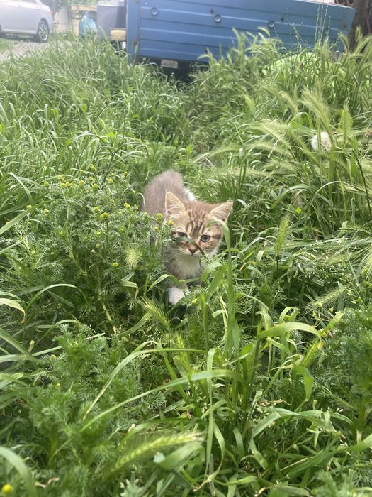 Киця, кішка, кішечка, кошка, котеня