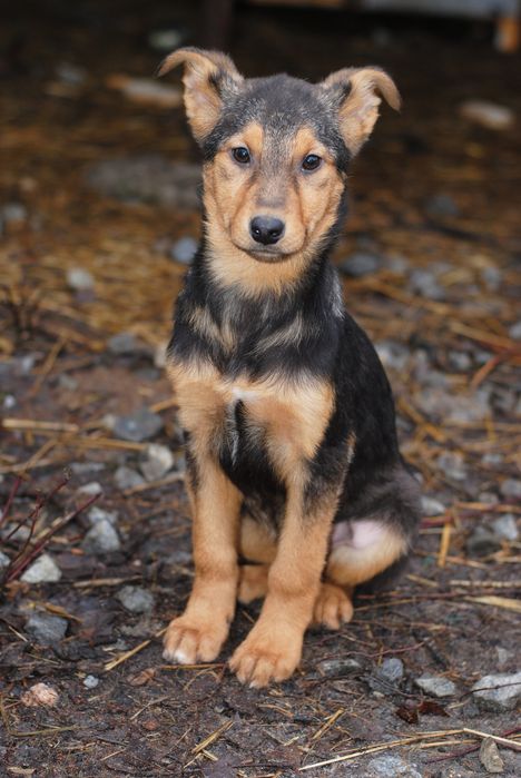Великі та маленькі собачки шукають люблячих господарів