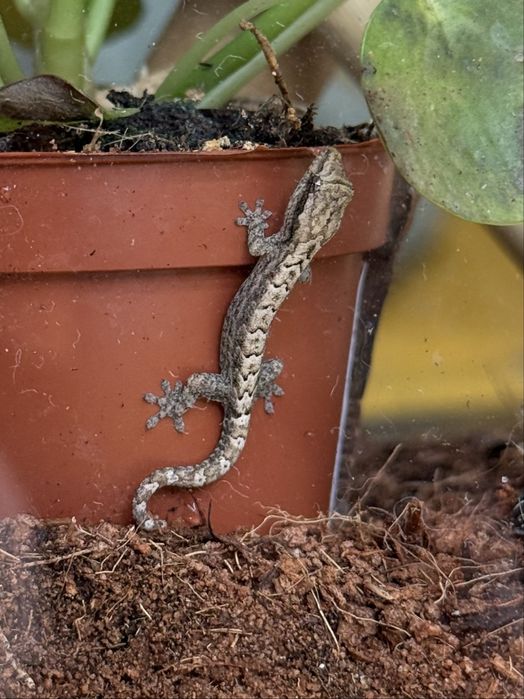 Gekon płaczący Lepidodactylus lugubris młode i dorosłe