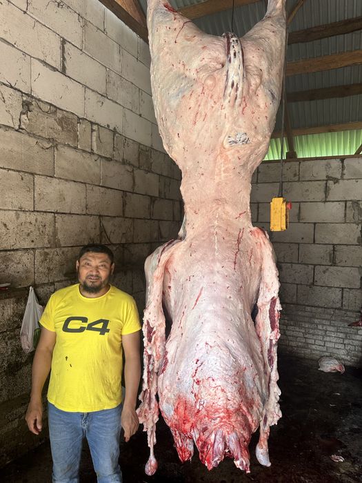 Бик бичок халяль телята(210 грн