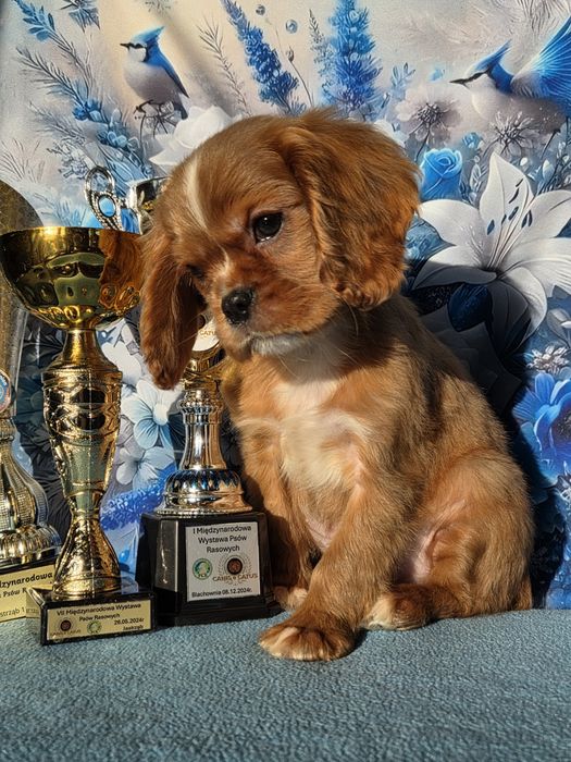 Cavalier King Charles Spaniel piesek z rodowodem