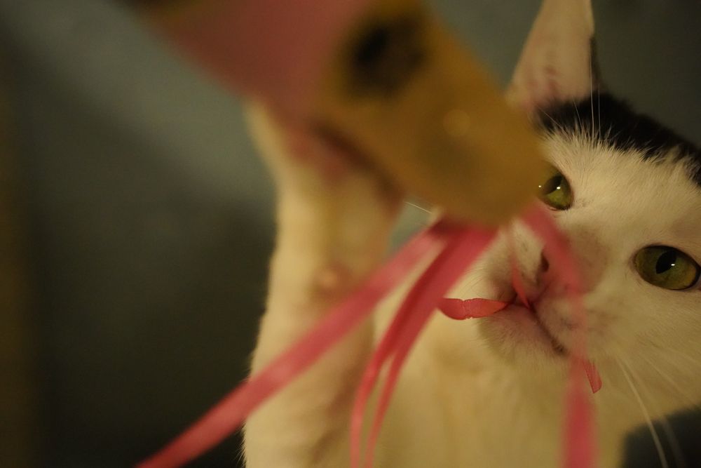 Cudowny Orzeszek do adopcji !