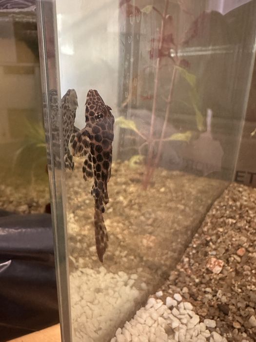 Pleco (  Hypostomus plecostomus )