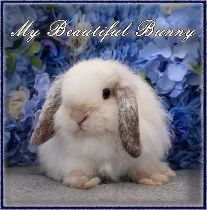 Piękny Królik Mini Lop - Frosty Point