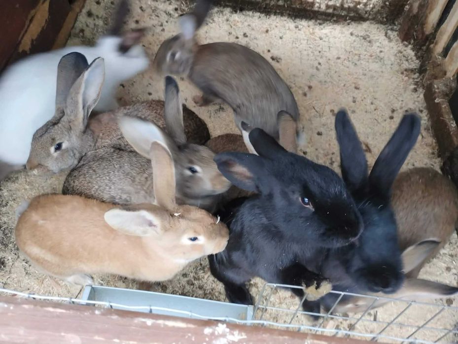 sprzedam króliki