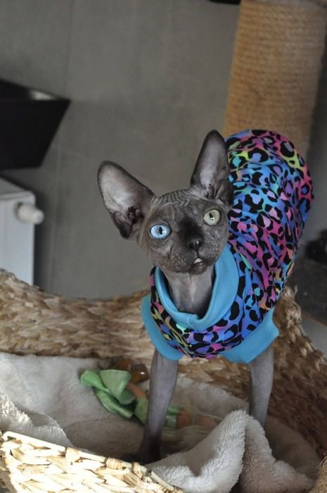 Kotka z heterochromią  sfinks