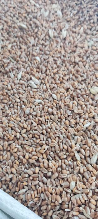 Pszenica ziarno pasza 25kg