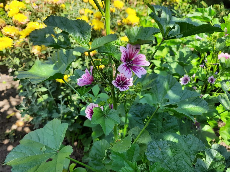 Насіння мальва лісова (мальва зебріна)