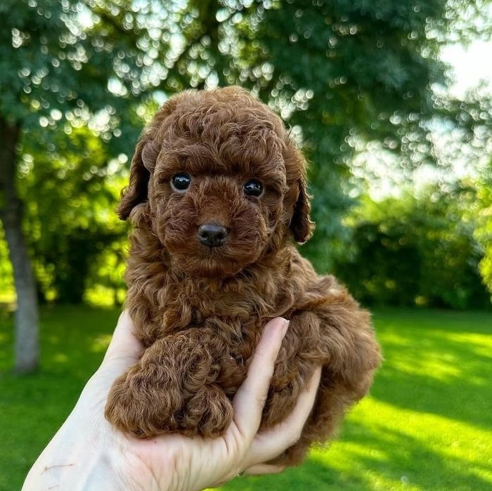 Найкращі хлопці той пудель