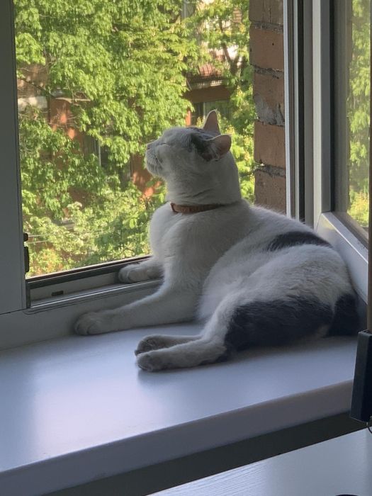 Загубився кіт потерялся кот найден знайшовся кіт знайшли кота