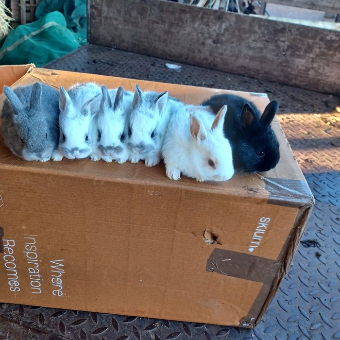 Coelhos anões muito bonitos