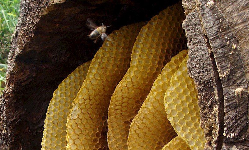 Настоящий подмор пчёл, НЕ обработанных ядом Бипин!