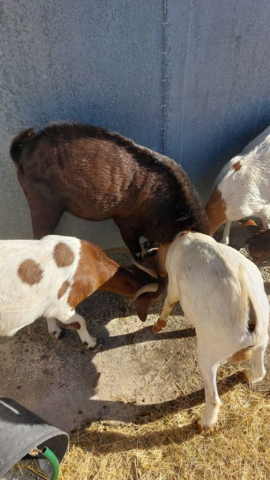 Cabras boas raça