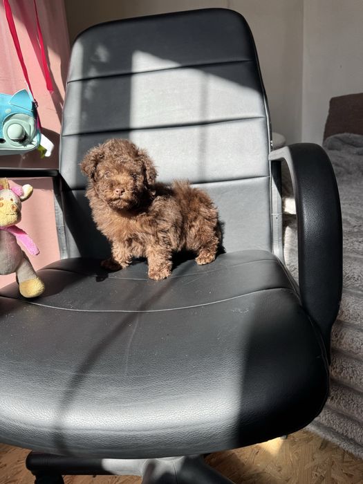 Хлопчик той пудель шоколад