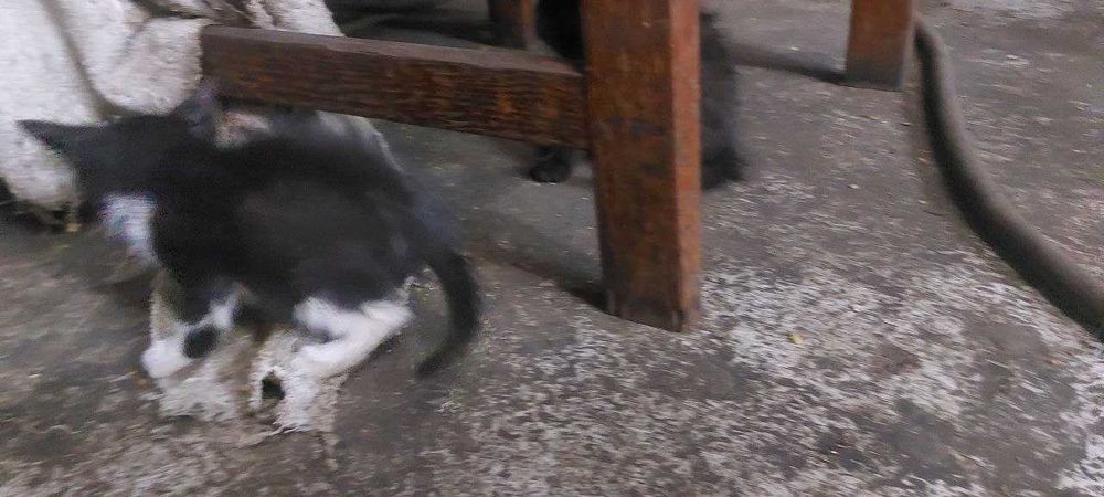 Віддам котиків безкоштовно