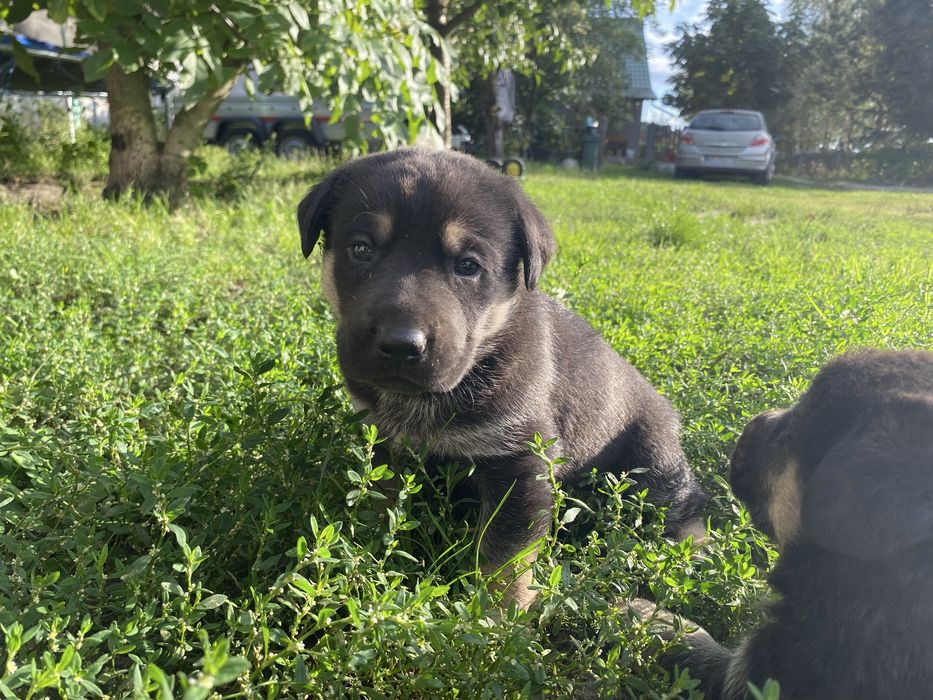 Oddam szczeniaki w dobre rece!!