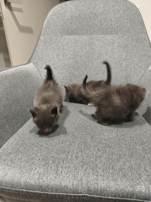Британські кошенята