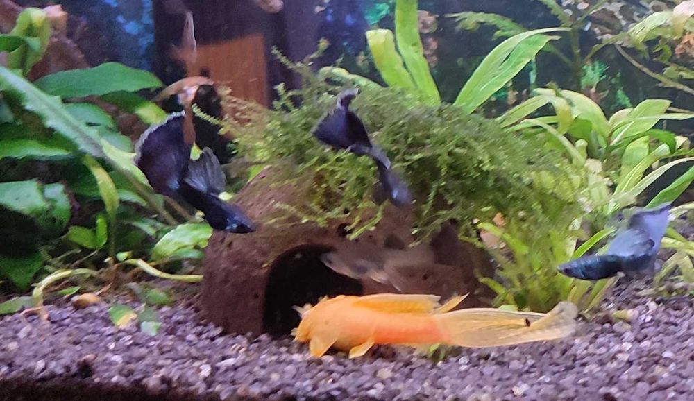 Gupik MOSKIEWSKI XXL czarny mega kozaki