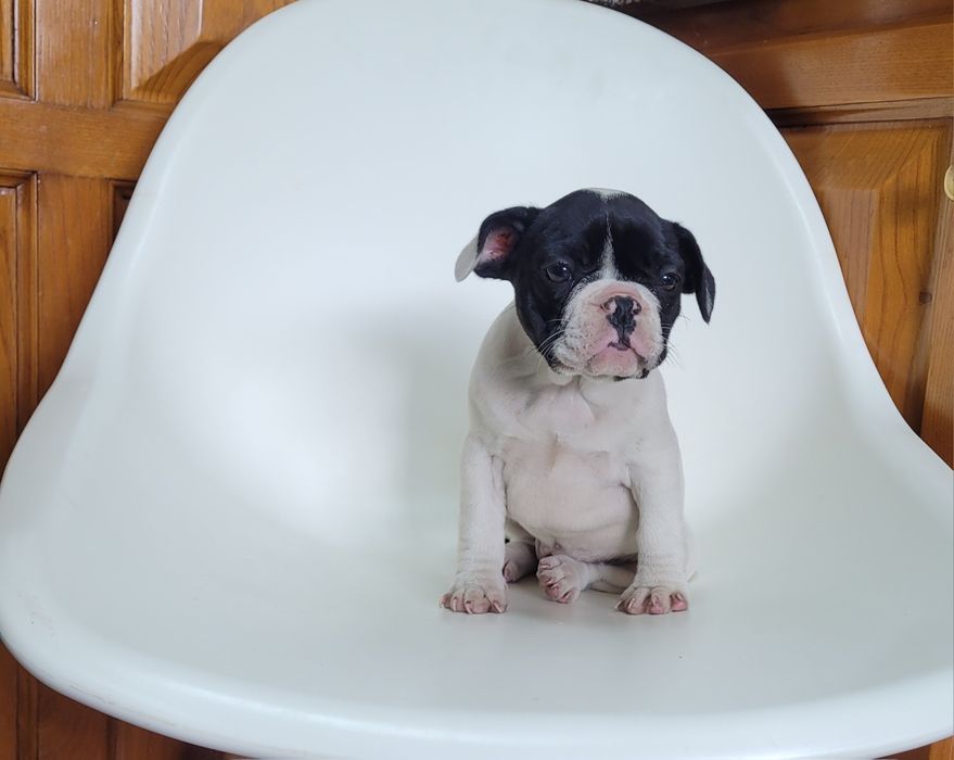 Bulldog femea bebé