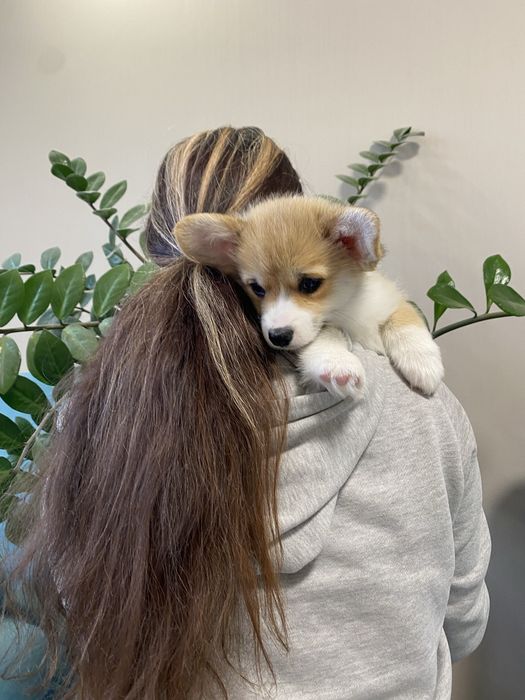 Корженята, хлопчики і дівчатка