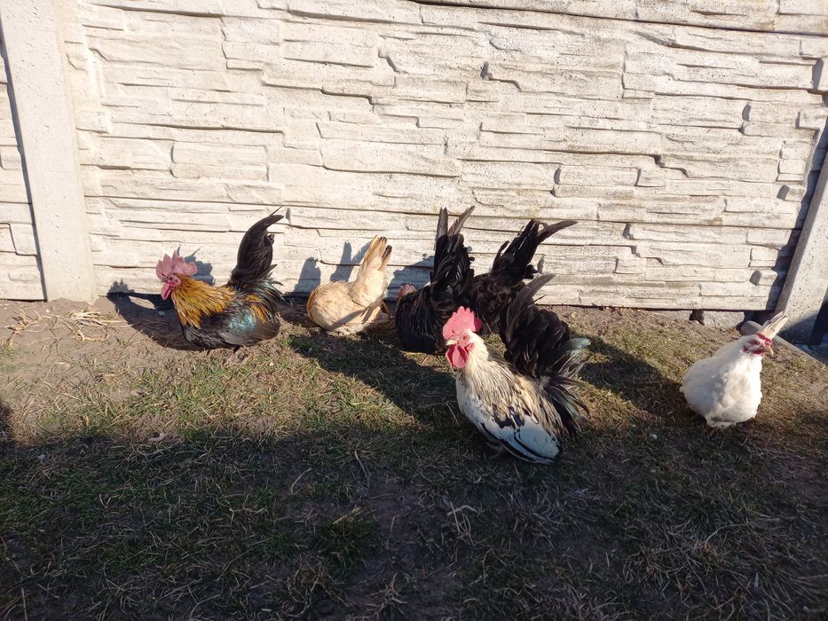 Kurki szabo bardzo ładne