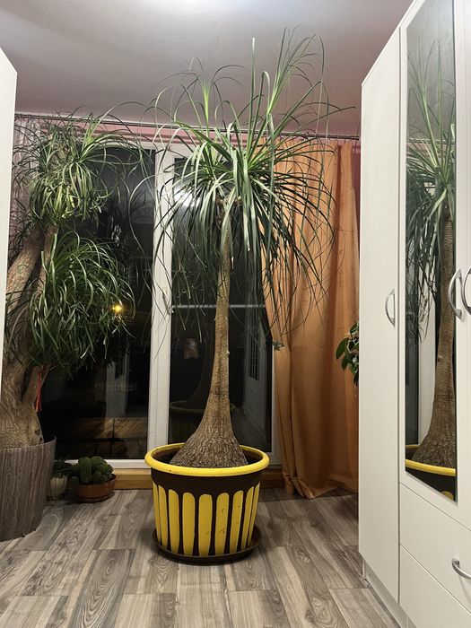 Nolina stopa słonia 240cm