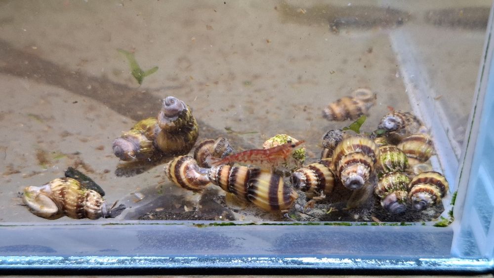 5 Caracóis Helena ( caracol assassino)