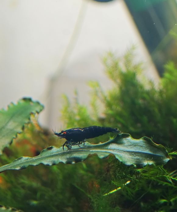 Camarão neocaridina olhos laranja