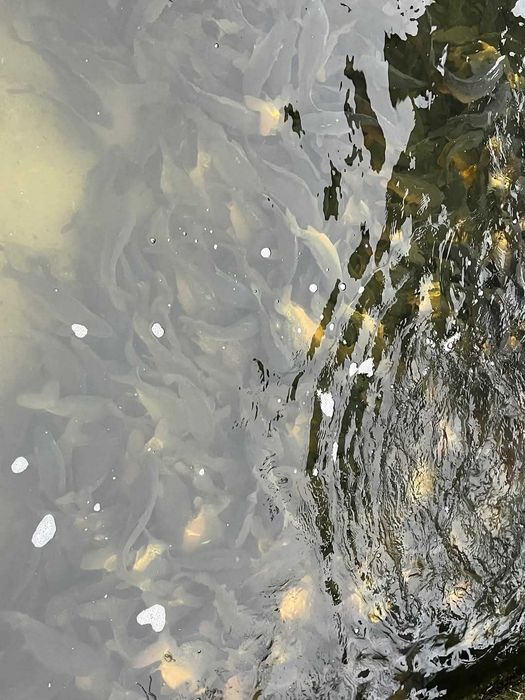 Karp i Zarybieniowy Kroczek