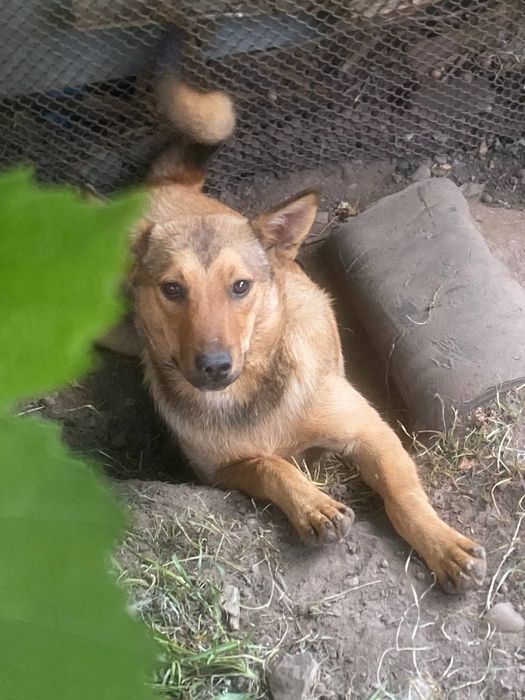 3 собачки  шукають дім