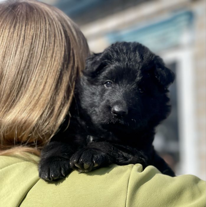 Німецька вівчарка довгошерстна