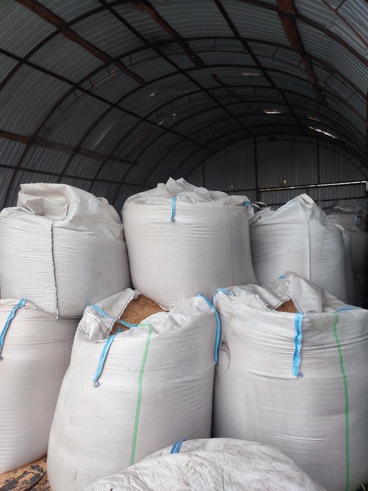 Пшениця ячмінь овес горох