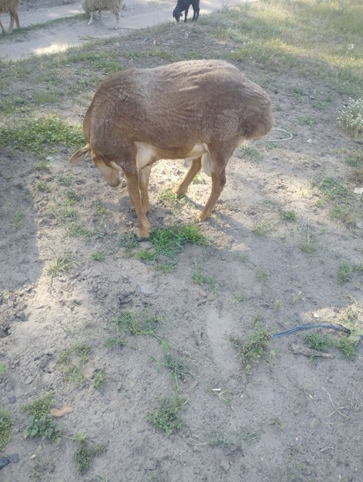 Курдючного барана