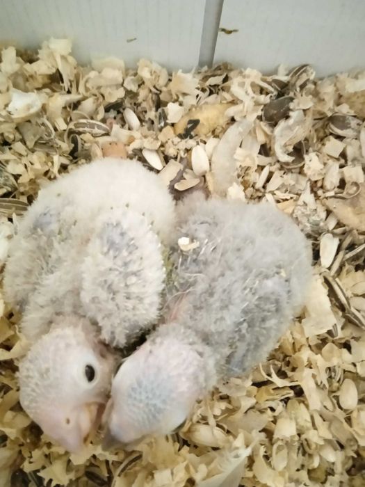 Panturras bebes procuram novo dono