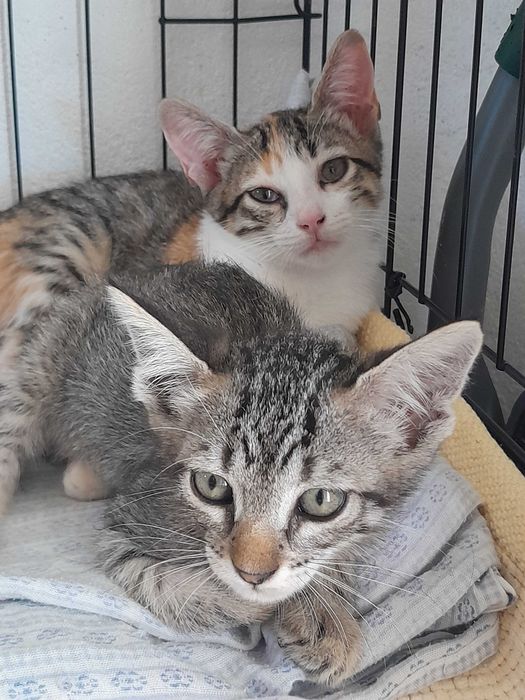 Gatas bebés para adoção consciente