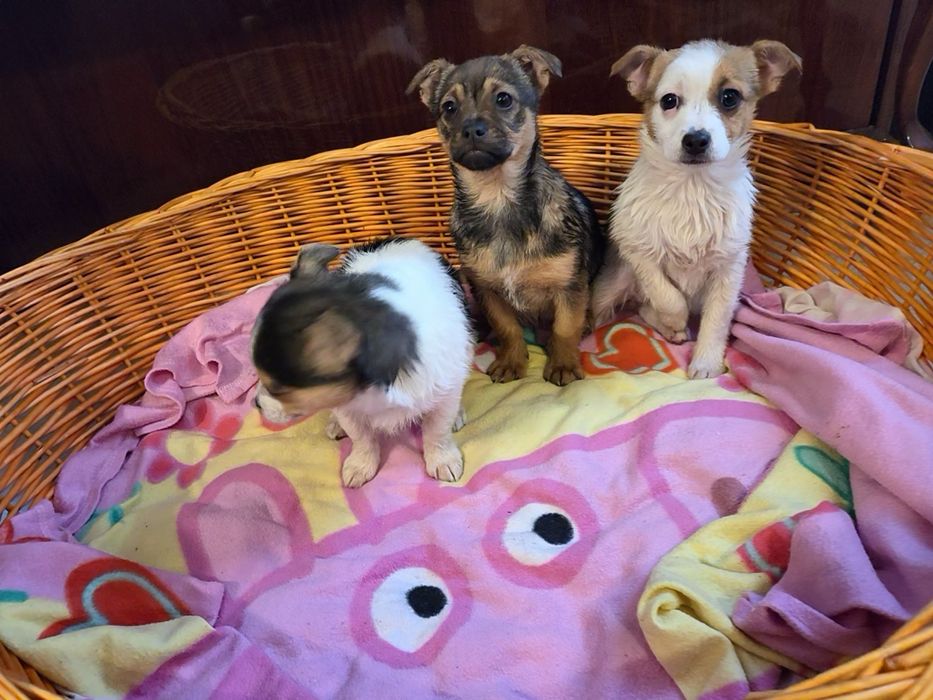 Oddam szczeniaczki mama chihuahua