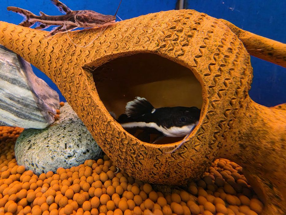 Red Tail Catfish (Phractocephalus Hemioliopterus)