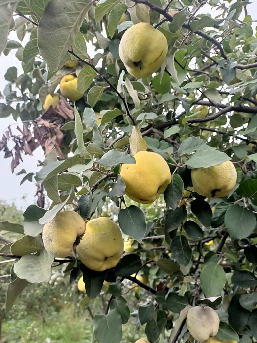 Продам  пахучу айву