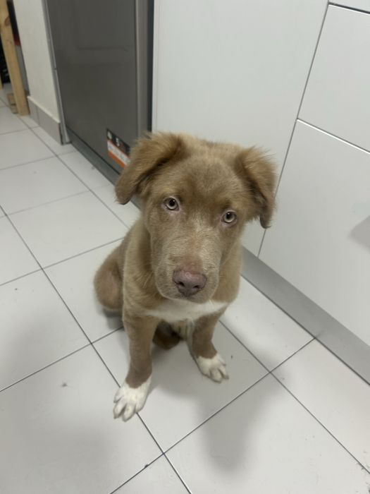 Sky – Cão de guarda/caça e família | Muito dócil com crianças