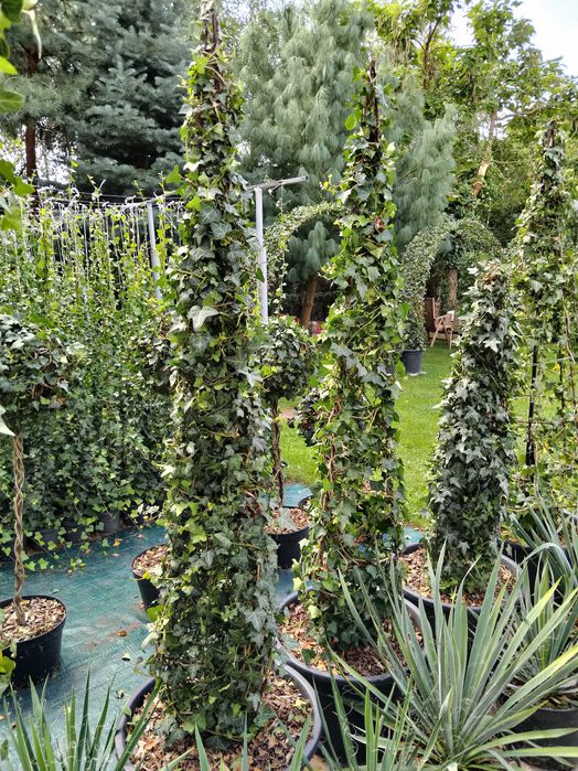 Bluszcz Hedera Hellix. pospolity, zimozielony, od 110 cm do 150 cm