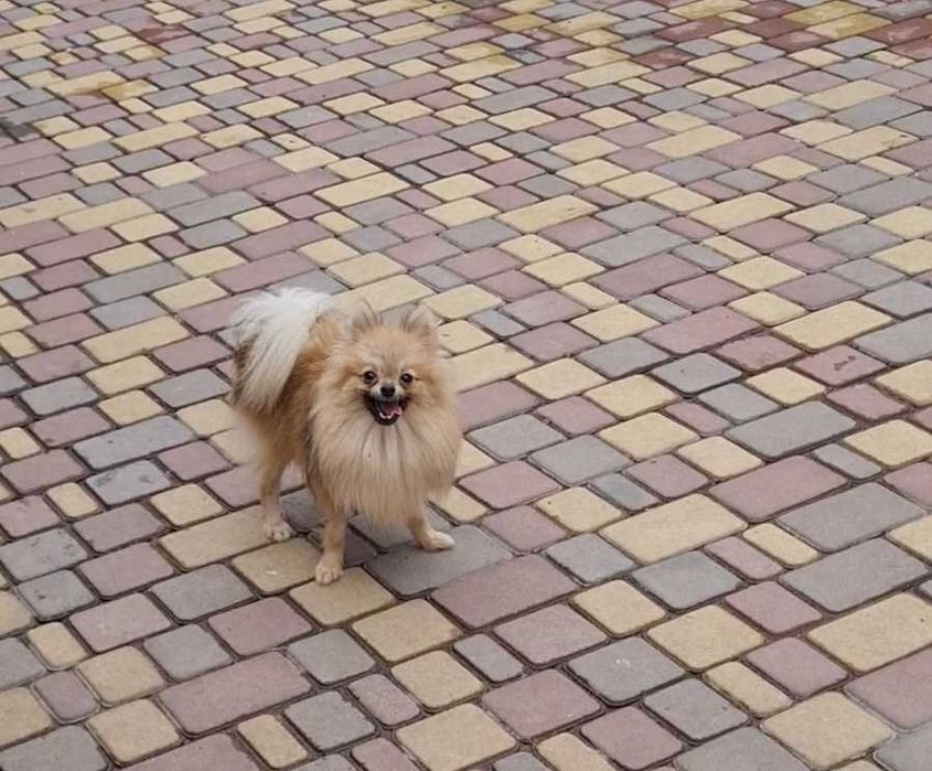 Шпицулі красотулі .Хлопчики та дівчатка.