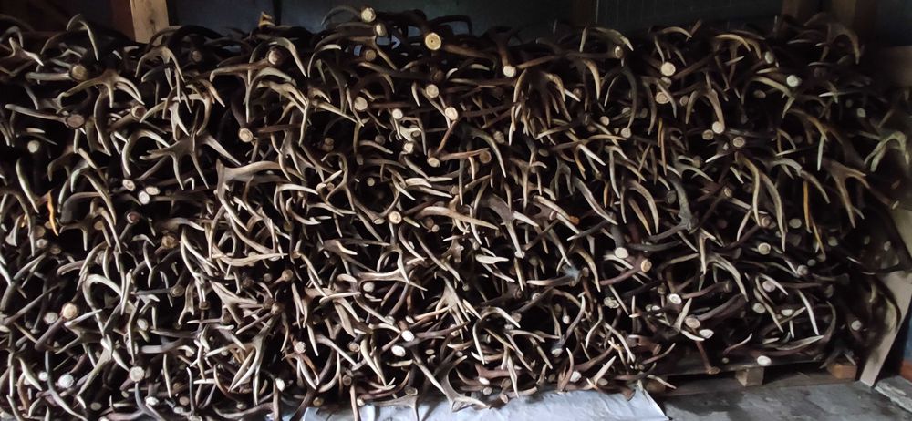 Skup - Poroża jeleni , zrzuty, rogi jelenia,kozła,daniela,łosia - Skup