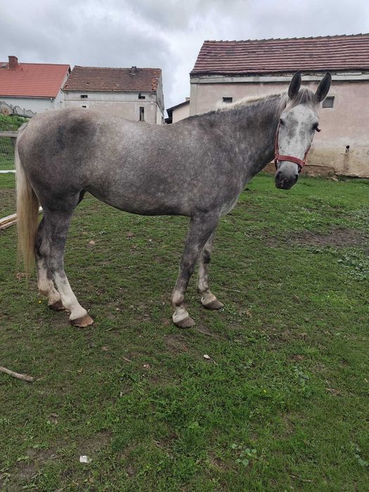 Klacz Ślaska na sprzedaż