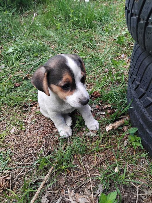 Jack Russel Terier