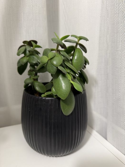 Кімнатні рослини безкоштовно