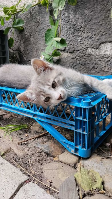 Віддам котят у добрі руки