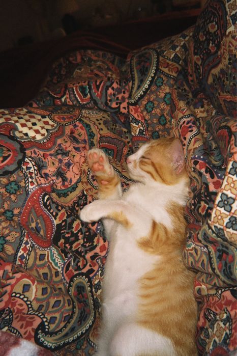 Gatinho para adoção