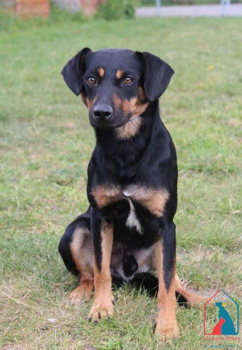 Młody piesek Konel szuka domu