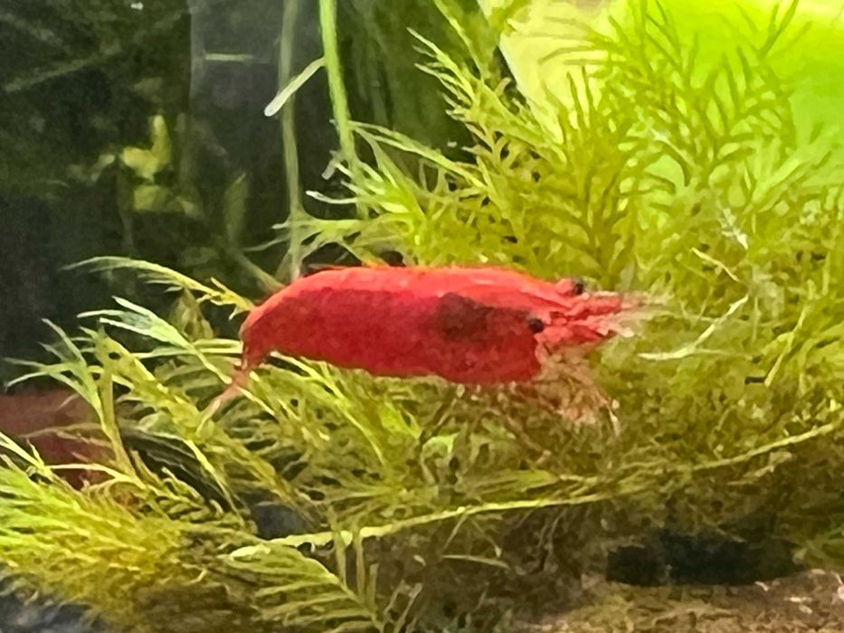 Krewetki Neocardina Blood Mary