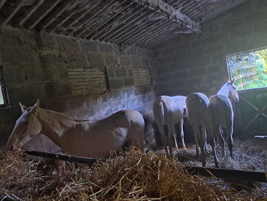 3 POLDROS ISABELOS,PALOMINOS, 12 MESES